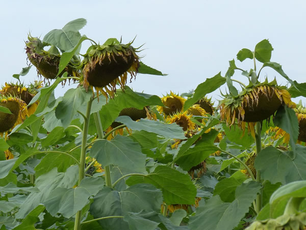 zonnebloemen