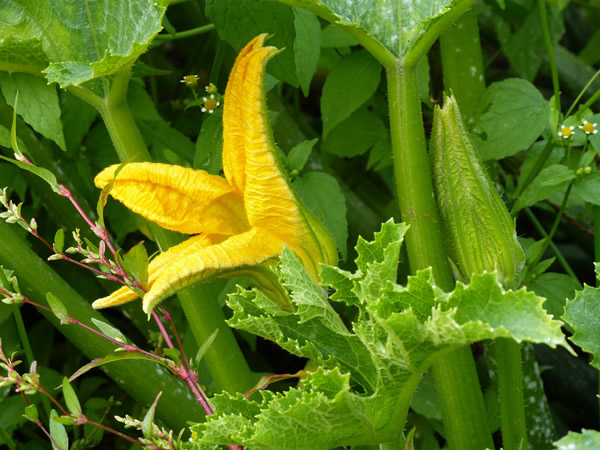 courgette
