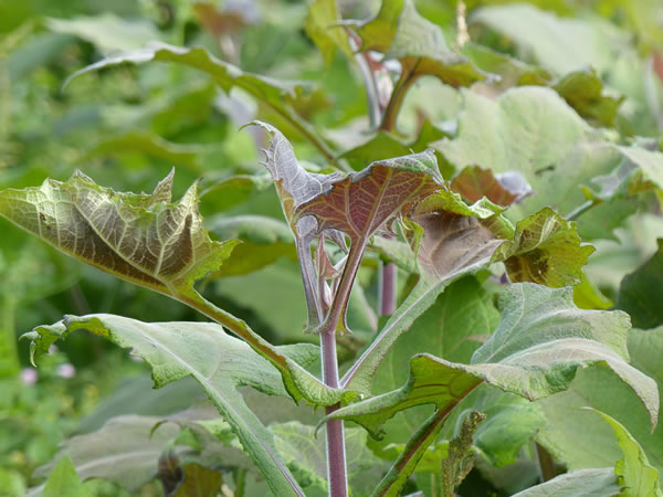 om de tuin