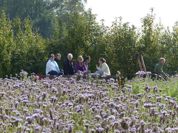 phacelia