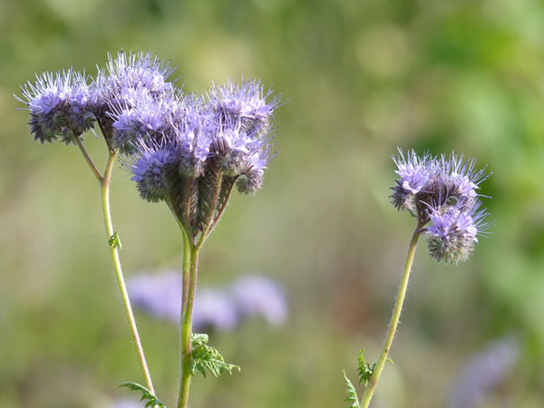 phacelia