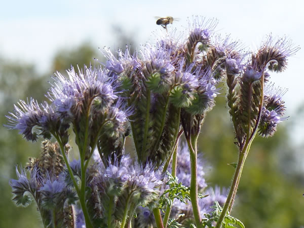 phacelia