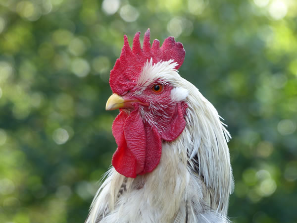 dubbeldoelhaan